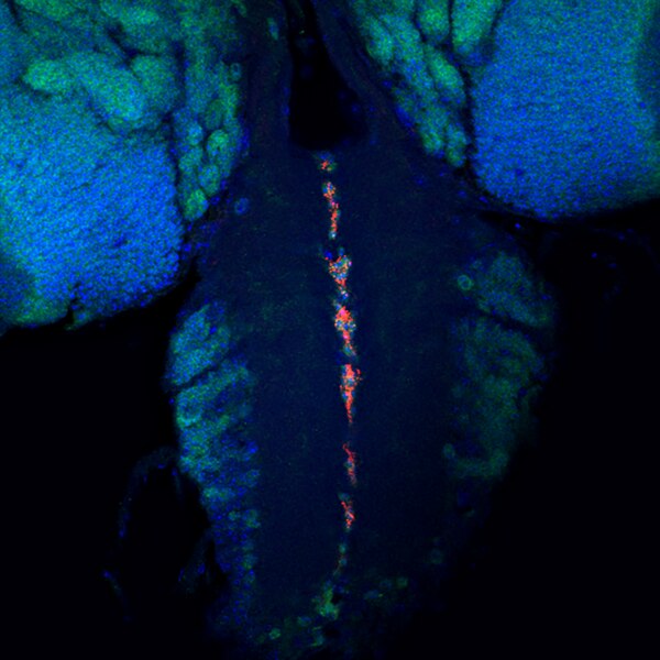cyanosisiy 様 sli Antibody (C555.6D) - DSHB